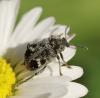 Bruchus pisorum